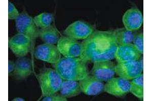 Immunofluorescence staining of Neuro 2a mouse neuroblastoma cell line using TUBB3 monoclonal antibody, clone TU - 20 (Cat # MAB0907 ; green) , 3 ug / ml. (TUBB3 抗体  (AA 441-448))