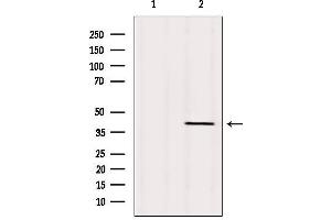 Western blot analysis of extracts from Mouse brain, using TMOD1 Antibody. (Tropomodulin 1 抗体  (N-Term))