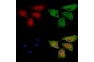 ABIN6266264 and ABIN6277421 staining  cells by IF/ICC. (PARD6A 抗体  (N-Term))