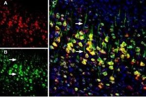 Multiplex staining of Calnexin and Presenilin-1 in mouse cortex - Immunohistochemical staining of perfusion-fixed frozen mouse parietal cortex sections using Anti-Presenilin-1-ATTO Fluor-488 Antibody (ABIN7043553), (1:60) and Anti-Calnexin-ATTO Fluor-594 Antibody (ABIN7043022), (1:60).