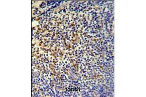 TPPP3 Antibody IHC analysis in formalin fixed and paraffin embedded tonsil followed by peroxidase conjugation of the secondary antibody and DAB staining. (TPPP3 抗体  (C-Term))