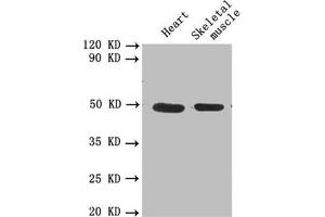 Western blot All lanes: PLAU antibody at 1. (PLAU 抗体  (AA 21-173))