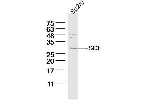 Sp2/0 (Mouse myeloma cell) lysates probed with SCF Polyclonal Antibody, Unconjugated  at 1:300 dilution and 4˚C overnight incubation. (KIT Ligand 抗体  (AA 151-250))