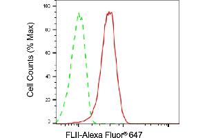anti-Flightless I Homolog (FLII) antibody