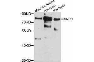 Western blot analysis of extracts of various cell lines, using SNPH antibody (ABIN6290982) at 1:1000 dilution. (Syntaphilin 抗体)