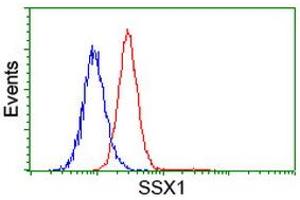 Image no. 1 for anti-Synovial Sarcoma, X Breakpoint 1 (SSX1) antibody (ABIN1501159) (SSX1 抗体)