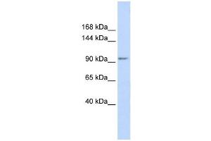KCTD19 antibody used at 1 ug/ml to detect target protein. (KCTD19 抗体  (N-Term))