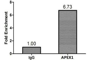 Chromatin Immunoprecipitation MCF-7 (1. (APEX1 抗体  (AA 32-318))