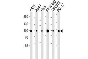 Western blot analysis of lysate from A431, A549, HeLa, SK-N-MC, mouse NIH3T3, rat PC-12 cell line using anti-HSP90 antibody diluted at 1:1000 for each lane.