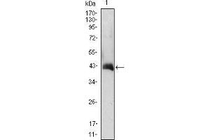 Western Blot showing CSF2 antibody used against CSF2 (AA: 18-144)-hIgGFc transfected HEK293 cell lysate. (GM-CSF 抗体  (AA 18-144))