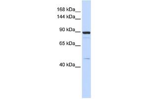 WB Suggested Anti-PDE3B Antibody Titration:  0. (PDE3B 抗体  (Middle Region))