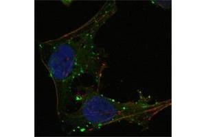 Confocal immunofluorescence analysis of Hela cells using GABPA antibody (green). (GABPA 抗体  (AA 120-190))