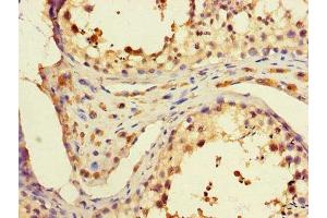 Immunohistochemistry of paraffin-embedded human testis tissue using ABIN7168299 at dilution of 1:100 (PAF1/PD2 抗体  (AA 1-300))