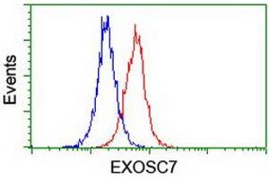 Image no. 12 for anti-Exosome Component 7 (EXOSC7) antibody (ABIN1498140)