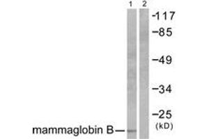 Western blot analysis of extracts from HepG2 cells, using Mammaglobin B Antibody. (SCGB2A1 抗体  (AA 10-59))