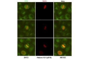 ICC/IF analysis of HeLa cells, fixed fixed by anhydrous methanol at -20oC, using SIRT2 antibody at 1:50 (green) and Histone H3.
