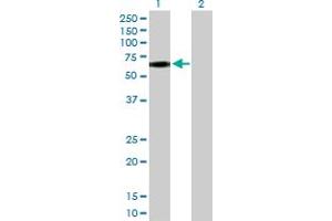 Western Blot analysis of CD44 expression in transfected 293T cell line by CD44 MaxPab polyclonal antibody. (CD44 抗体  (AA 1-361))
