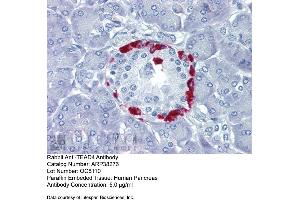 Immunohistochemistry with Human Pancrease lysate tissue at an antibody concentration of 5. (TEAD4 抗体  (C-Term))