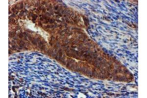 Image no. 6 for anti-Epsin 2 (EPN2) antibody (ABIN1498051) (Epsin 2 抗体)