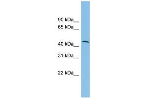 WB Suggested Anti-DPH1 Antibody Titration: 0. (DPH1 抗体  (N-Term))