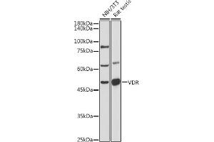 Western blot analysis of extracts of various cell lines, using VDR antibody (ABIN6128918, ABIN6150079, ABIN6150081 and ABIN6215434) at 1:500 dilution. (Vitamin D Receptor 抗体  (AA 128-427))