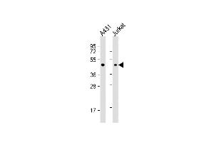 All lanes : Anti-EBP1 Antibody (C-term) at 1:1000 dilution Lane 1: A431 whole cell lysate Lane 2: Jurkat whole cell lysate Lysates/proteins at 20 μg per lane.