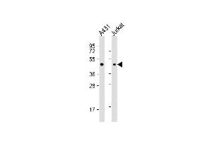 All lanes : Anti-EBP1 Antibody (C-term) at 1:1000 dilution Lane 1: A431 whole cell lysate Lane 2: Jurkat whole cell lysate Lysates/proteins at 20 μg per lane. (PA2G4 抗体  (C-Term))