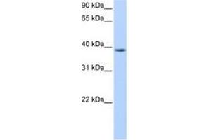 Image no. 1 for anti-Nudix (Nucleoside Diphosphate Linked Moiety X)-Type Motif 13 (NUDT13) (N-Term) antibody (ABIN6738501) (NUDT13 抗体  (N-Term))