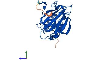 Protein Structure (PS) image for Cysteine Dioxygenase, Type I (CDO1) (AA 1-200) protein (His tag) (ABIN7556559)