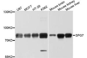 Western blot analysis of extracts of various cell lines, using SPG7 antibody.