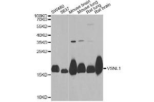 Western blot analysis of extracts of various cell lines, using VSNL1 Antibody (ABIN2560753) at 1:1000 dilution.