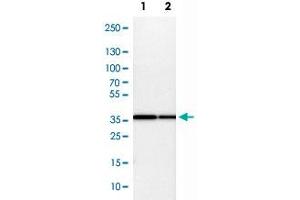 Western Blot analysis of Lane 1: NIH-3T3 cell lysate (mouse embryonic fibroblast cells) and Lane 2: NBT-II cell lysate (Wistar rat bladder tumor cells) with COPS5 polyclonal antibody . (COPS5 抗体)