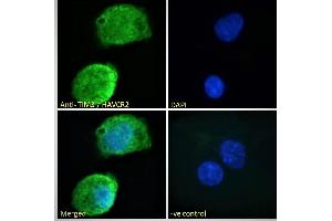 Immunofluorescence (IF) image for anti-Hepatitis A Virus Cellular Receptor 2 (TIM 3) (Internal Region) antibody (ABIN185571)