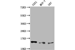Western Blot Positive WB detected in: U251 whole cell lysate, MCF-7 whole cell lysate, U87 whole cell lysate All lanes: TNFRSF12A antibody at 1:2000 Secondary Goat polyclonal to rabbit IgG at 1/50000 dilution Predicted band size: 14, 11 kD Observed band size: 14 kDa (Recombinant TNFRSF12A 抗体)