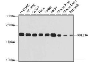 Western blot analysis of extracts of various cell lines using RPL23A Polyclonal Antibody at dilution of 1:1000. (RPL23A 抗体)