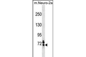 Mouse Senp1 Antibody (Center) (ABIN1881788 and ABIN2838724) western blot analysis in mouse Neuro-2a cell line lysates (35 μg/lane). (SENP1 抗体  (AA 262-289))
