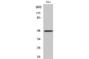 Western Blotting (WB) image for anti-Signal-Regulatory Protein beta 1 (SIRPB1) (Internal Region) antibody (ABIN3183741) (SIRPB1 抗体  (Internal Region))