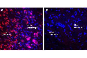 Expression of CHRM3 in mouse cortex. (Cholinergic Receptor, Muscarinic 3 (CHRM3) Peptide)