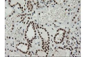 Image no. 5 for anti-Zinc Finger and SCAN Domain Containing 18 (ZSCAN18) antibody (ABIN1501857)