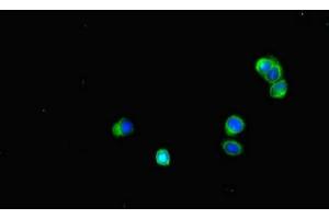 Immunofluorescent analysis of HepG2 cells using ABIN7160080 at dilution of 1:100 and Alexa Fluor 488-congugated AffiniPure Goat Anti-Rabbit IgG(H+L) (BUB1B 抗体  (AA 230-394))