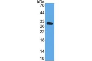 Rabbit Detection antibody from the kit in WB with Positive Control: Human Hela cell lysate. (DDO ELISA 试剂盒)