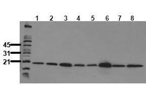 Western Blotting (WB) image for anti-Peptidylprolyl Cis/trans Isomerase, NIMA-Interacting 1 (PIN1) antibody (ABIN126850) (PIN1 抗体)