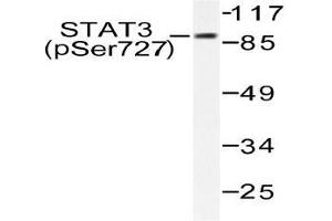 Western blot (WB) analysis of p-STAT3 (pSer727) pAb in extracts from HeLa cells. (STAT3 抗体  (pSer727))