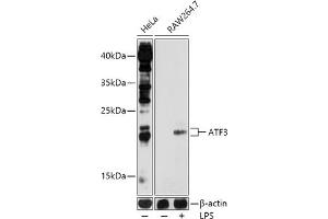 Western blot analysis of extracts of various cell lines, using  antibody  at 1:1000 dilution. (ATF3 抗体  (AA 1-181))