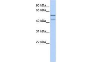 Image no. 1 for anti-Zinc Finger Protein 474 (ZNF474) (AA 35-84) antibody (ABIN6742256) (ZNF474 抗体  (AA 35-84))