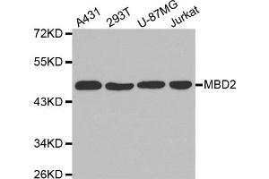 Western Blotting (WB) image for anti-Methyl-CpG Binding Domain Protein 2 (MBD2) antibody (ABIN1873650) (MBD2 抗体)