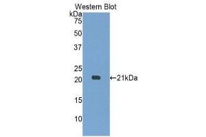 Western Blotting (WB) image for anti-Myosin, Light Chain 12A, Regulatory, Non-Sarcomeric (MYL12A) (AA 10-171) antibody (ABIN3201985) (MYL12A 抗体  (AA 10-171))