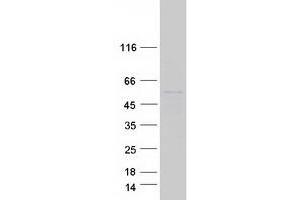 Western Blotting (WB) image for Septin 10 (SEPT10) (Transcript Variant 1) protein (Myc-DYKDDDDK Tag) (ABIN2731679)