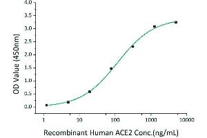 Immobilized Recombinant 2019-nCoV Spike S1+S2 ECD-His at 2 μg/mL (100 μL/well) can bind Recombinant Human ACE2 with a linear range of 1. (SARS-CoV-2 Spike Protein (ECD) (His tag))