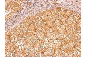 Immunohistochemistry (IHC) image for anti-Apolipoprotein E (APOE) (C-Term) antibody (ABIN2857040)
